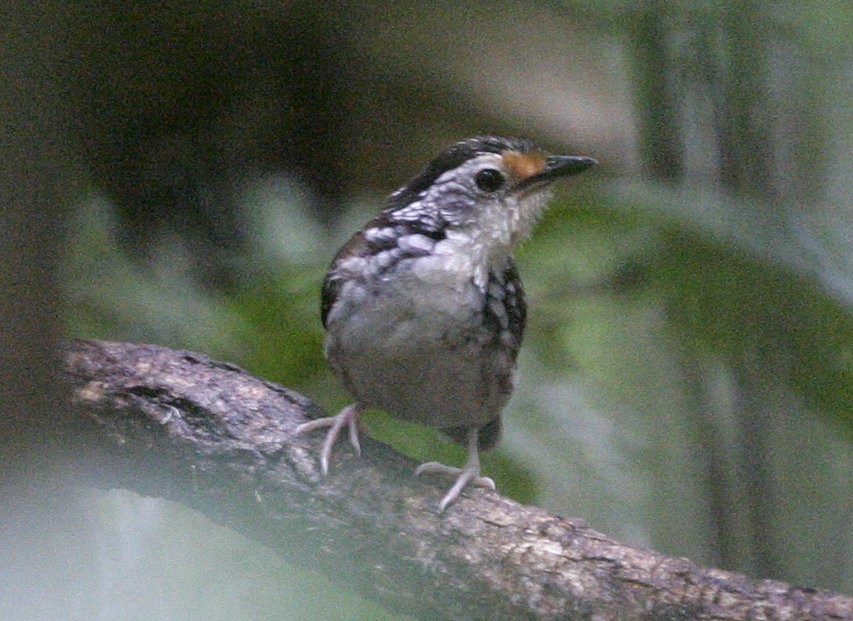 Striped Wren-Babbler - ML206165031