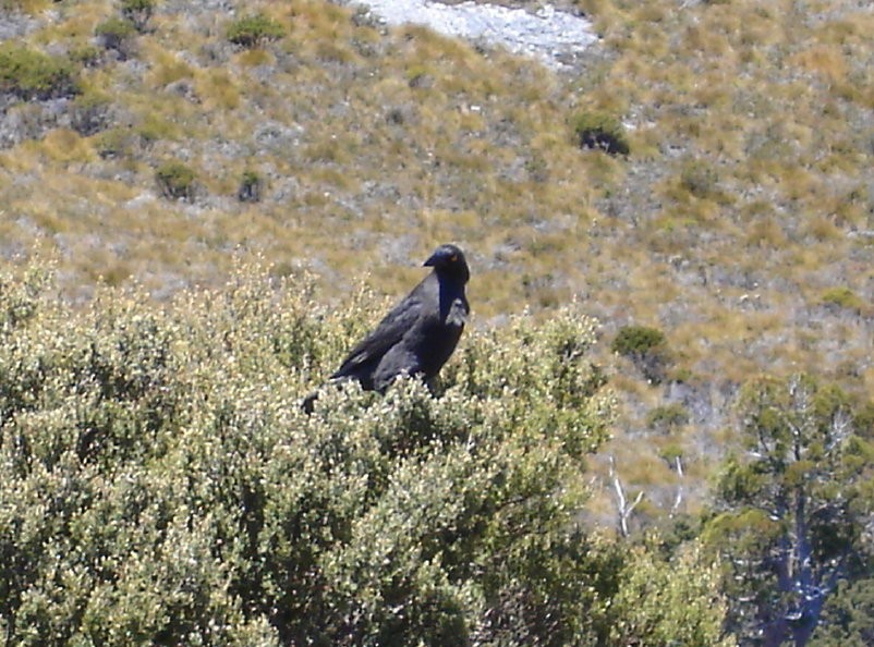 Black Currawong - ML206165041