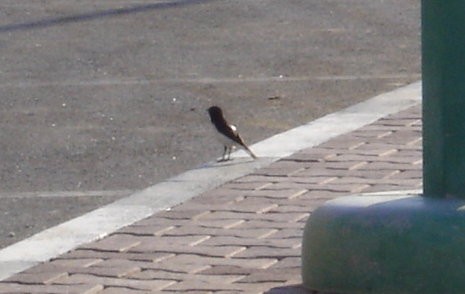 Hume's Wheatear - ML206165081