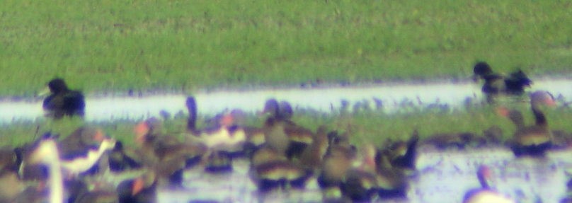 Southern Pochard - ML206165101