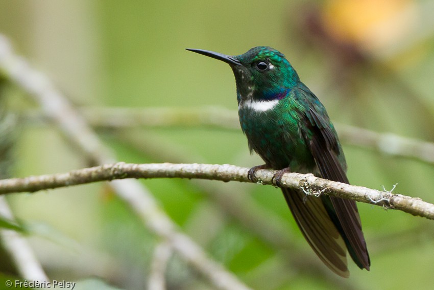 White-throated Daggerbill - Frédéric PELSY