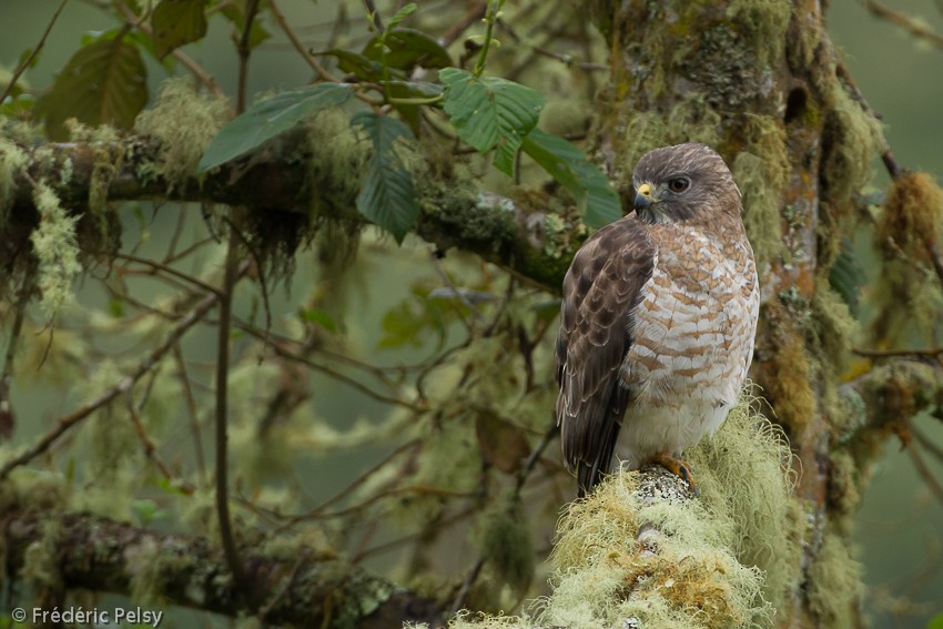 Broad-winged Hawk (Northern) - ML206165231