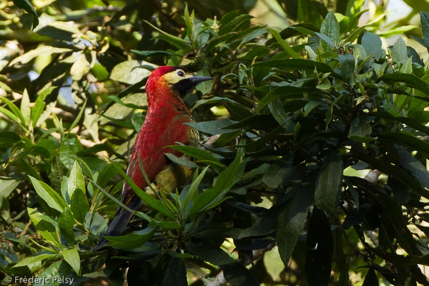 Crimson-mantled Woodpecker (Crimson-mantled) - ML206165241