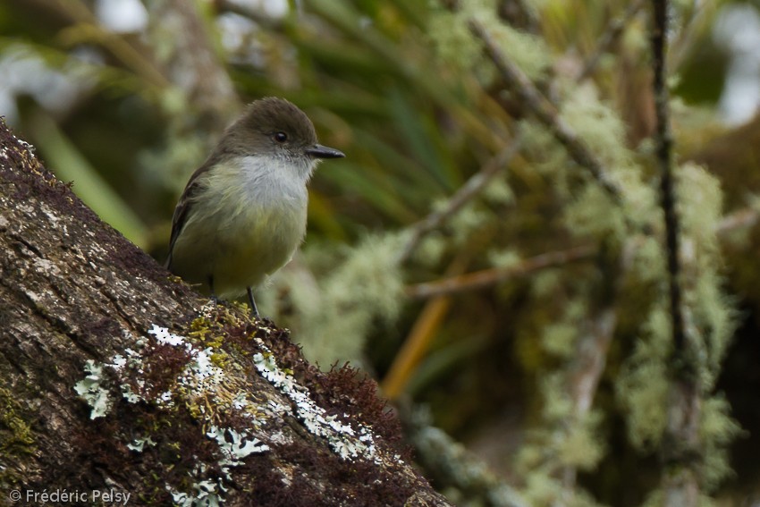 Pale-edged Flycatcher - ML206165281