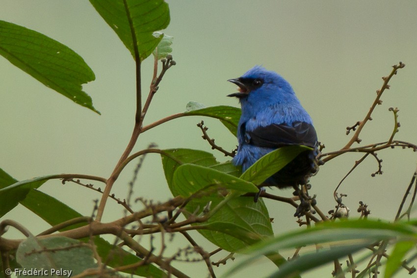 Blue-and-black Tanager (Blue-and-black) - ML206165291