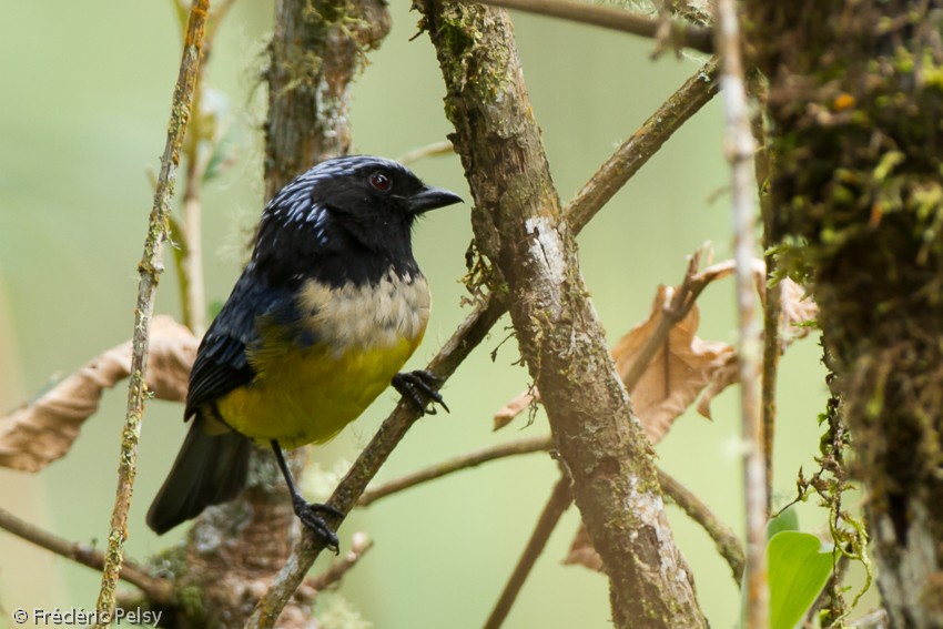 Buff-breasted Mountain Tanager (Buff-breasted) - ML206165301