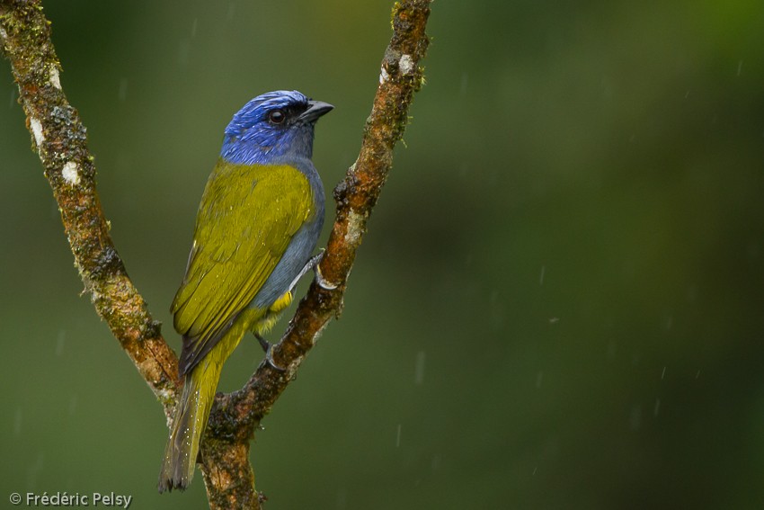 Blue-capped Tanager - Frédéric PELSY