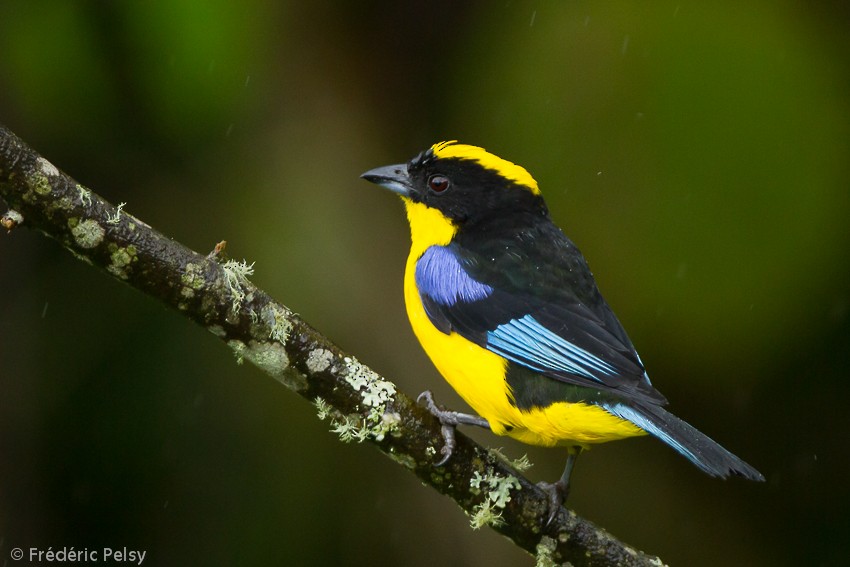 Blue-winged Mountain Tanager (Blue-winged) - ML206165321