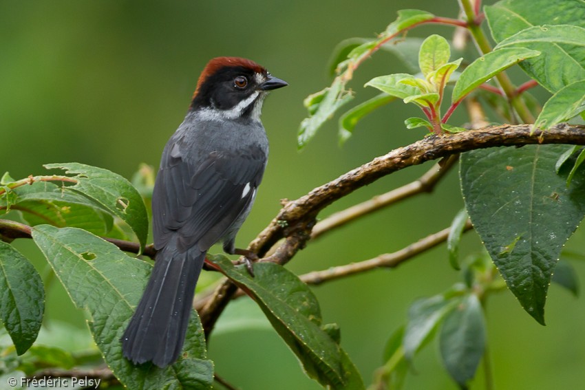 Slaty Brushfinch (Slaty) - ML206165331