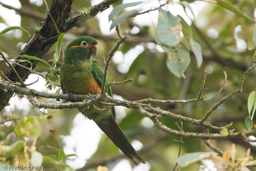 Golden-plumed Parakeet - ML206165341