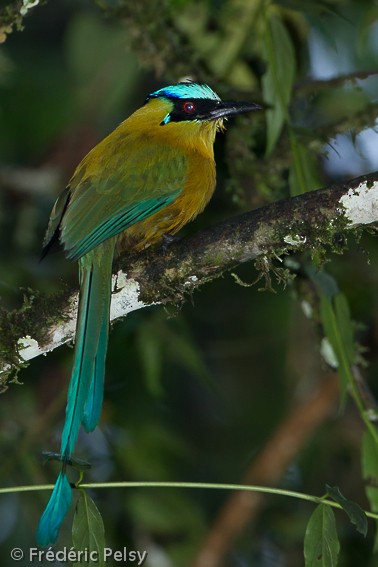 Andean Motmot - ML206165361