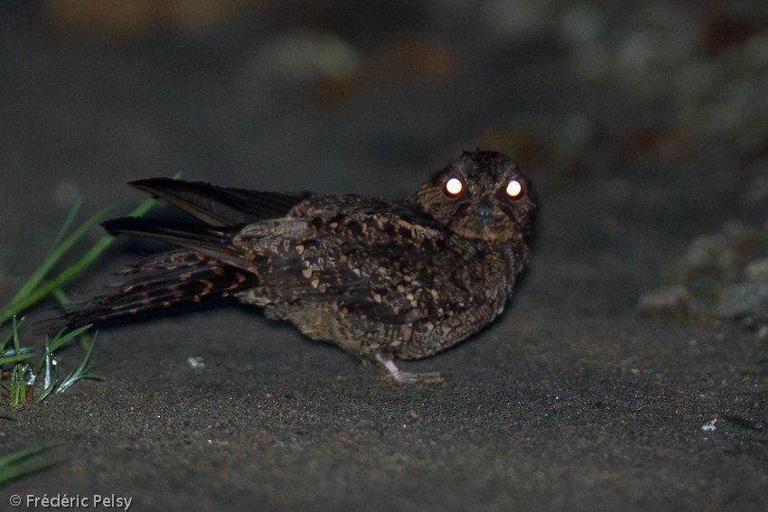 Lyre-tailed Nightjar - ML206165371