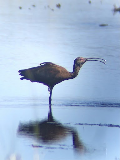 White-faced Ibis - Jeff O'Connell