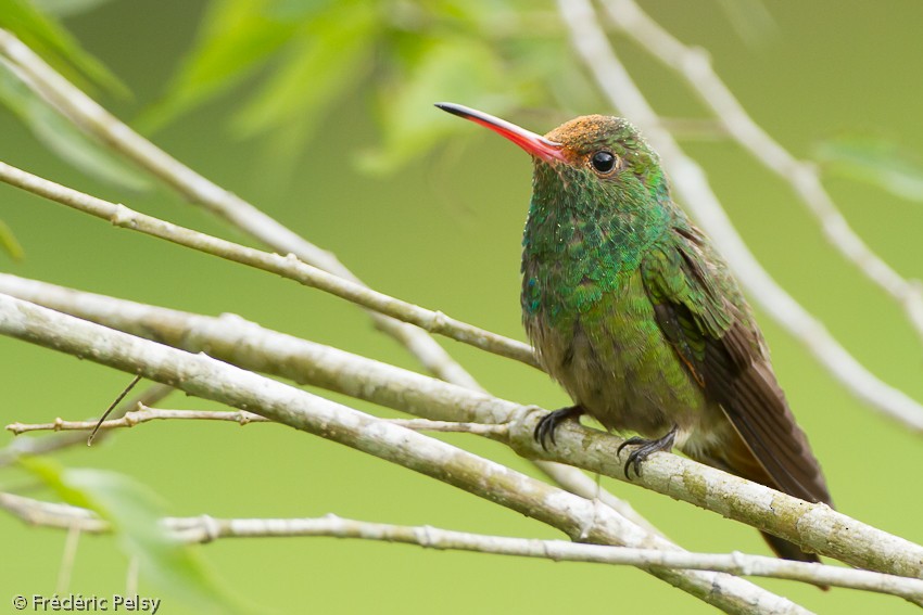 Rufous-tailed Hummingbird (Rufous-tailed) - ML206165511