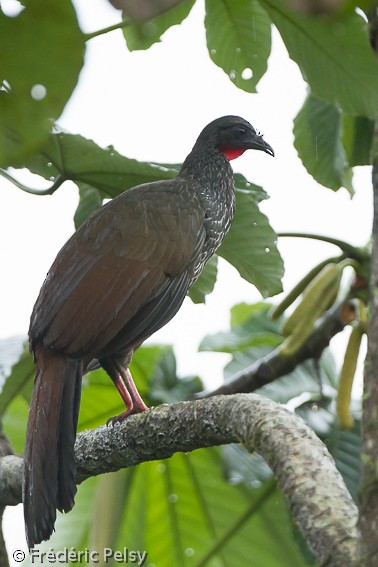 Cauca Guan - ML206165551