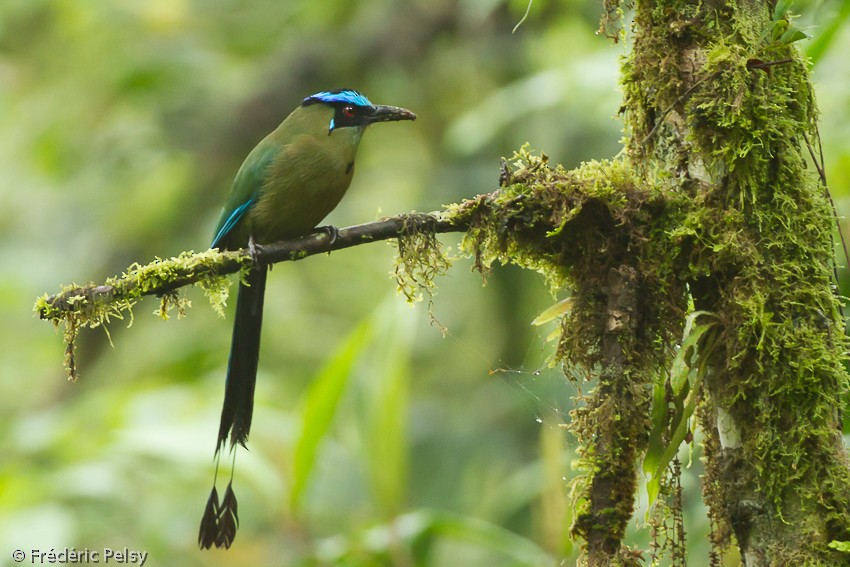 Andean Motmot - ML206165581