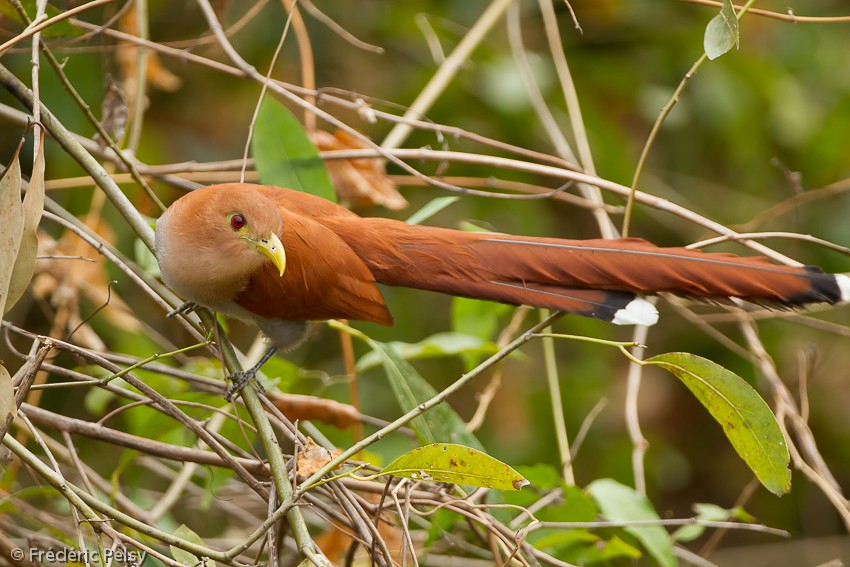 Common Squirrel-Cuckoo - Frédéric PELSY