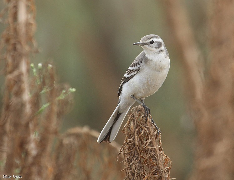 Citrine Wagtail - ML206166011