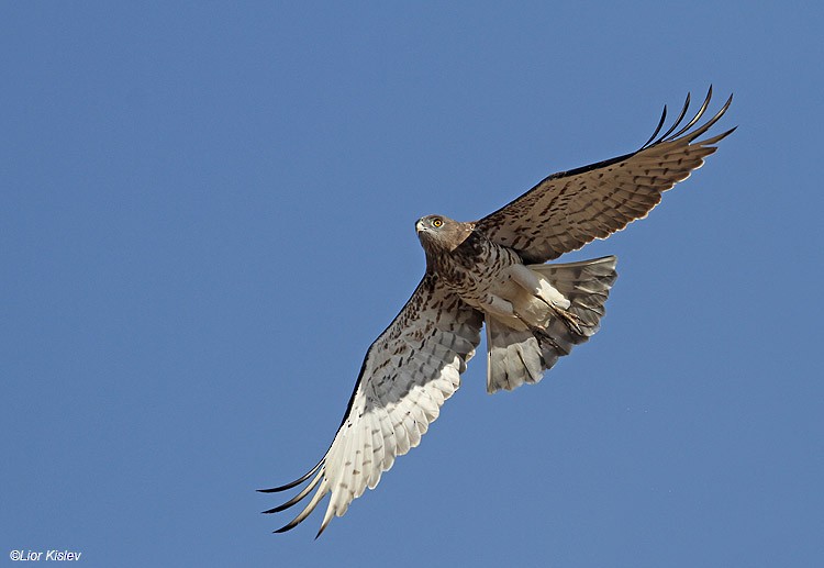 Short-toed Snake-Eagle - ML206166131