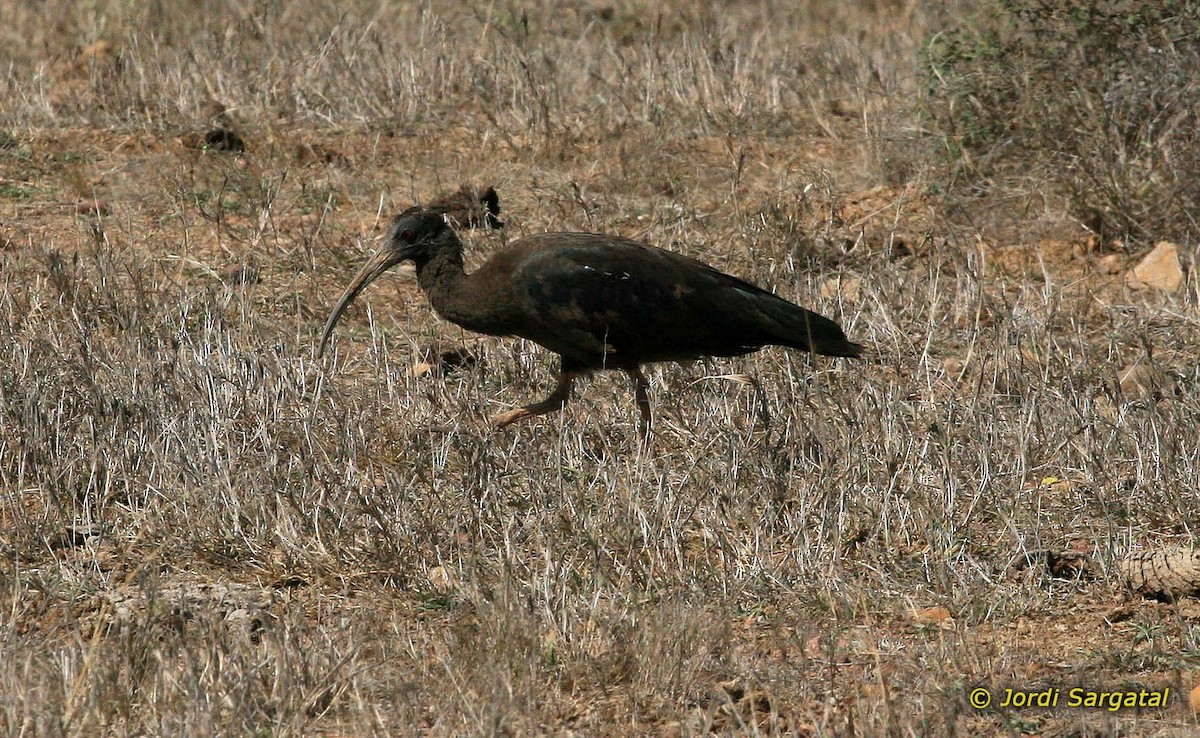 Red-naped Ibis - Jordi Sargatal Vicens