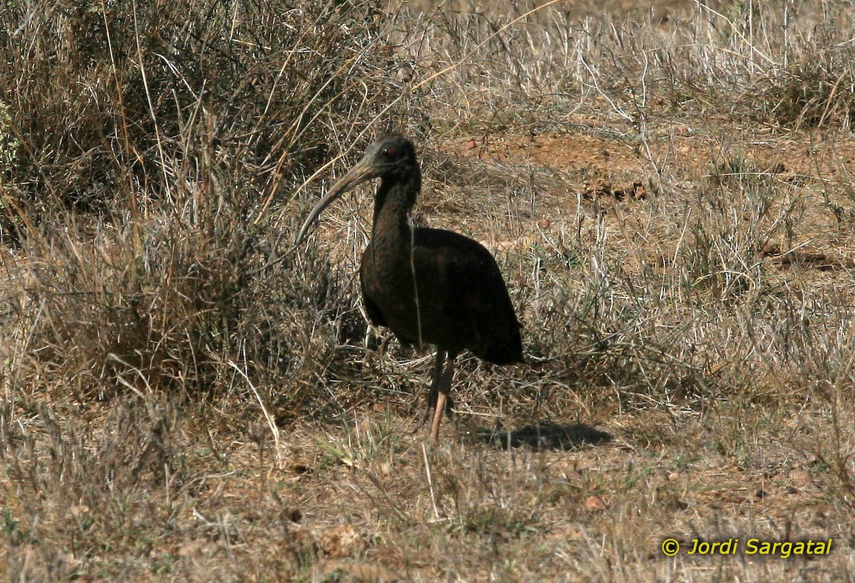 Red-naped Ibis - ML206166561