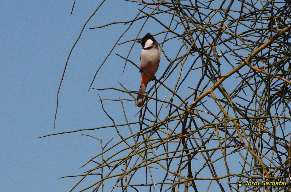 White-eared Bulbul - ML206166631