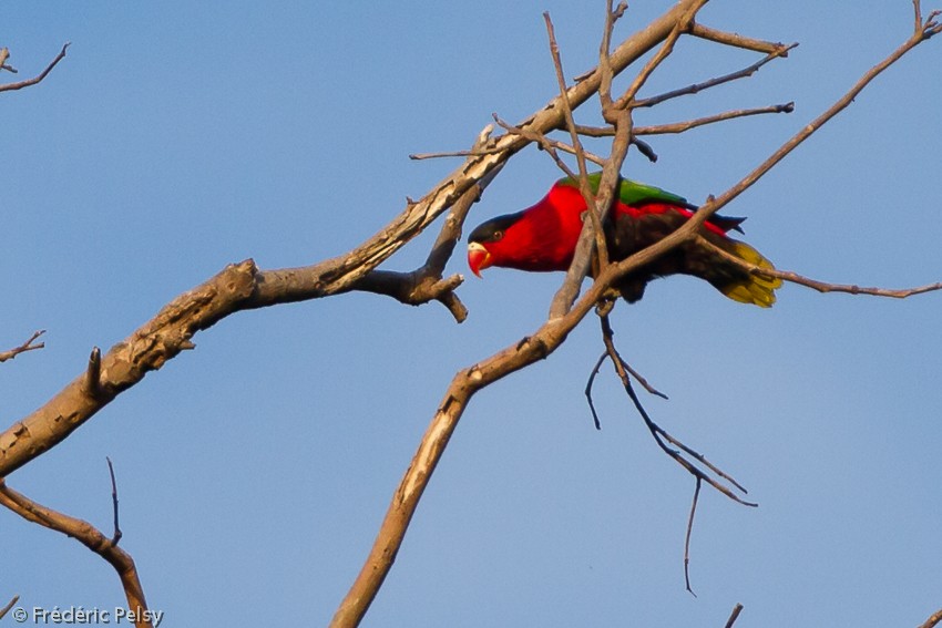 Purple-bellied Lory - ML206166751