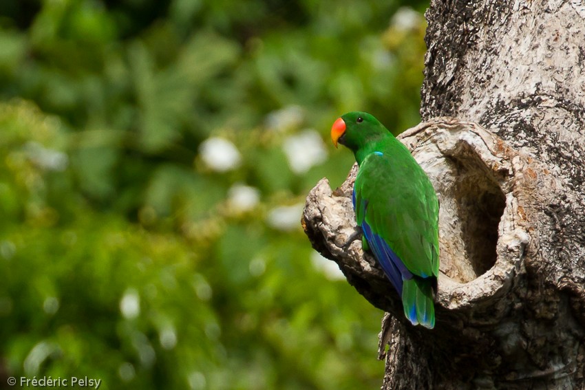 Papuan Eclectus - ML206166791