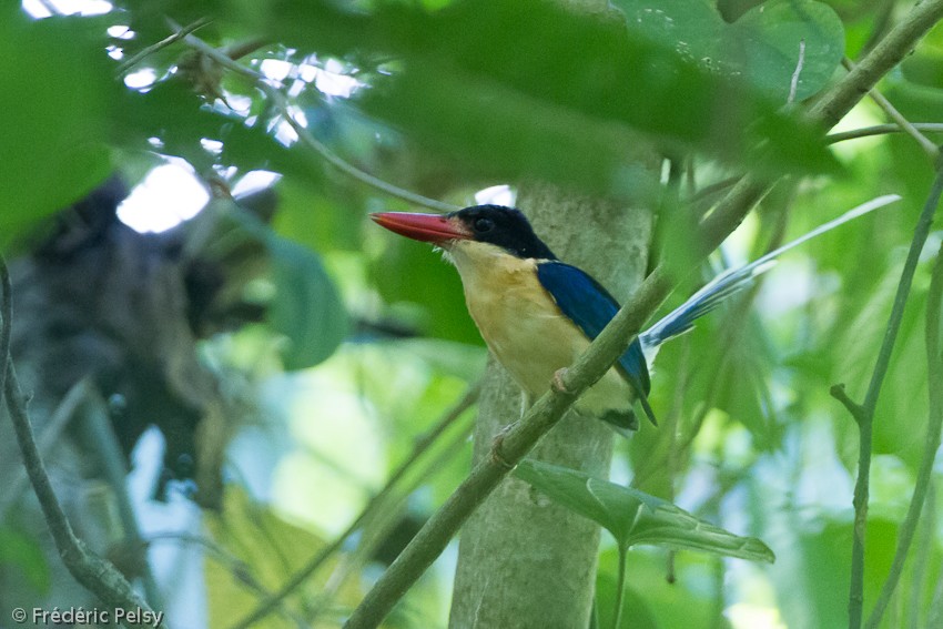 Black-capped Paradise-Kingfisher - ML206166801