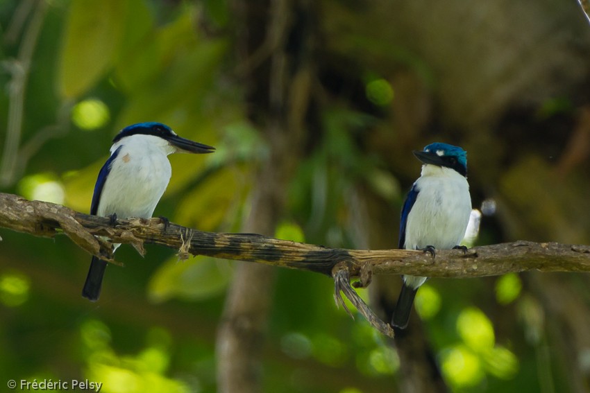 New Britain Kingfisher - Frédéric PELSY