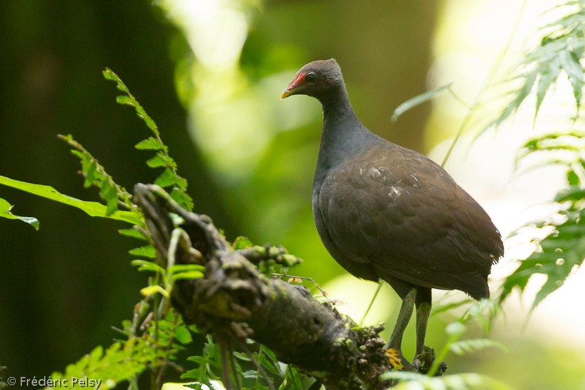 Melanesian Megapode - ML206166831