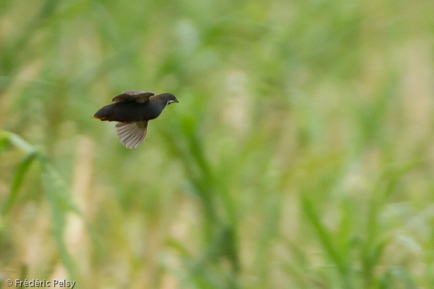 Blue-breasted Quail - ML206166841