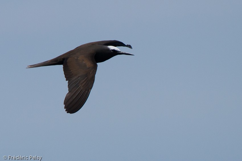 Black Noddy (minutus Group) - ML206166871