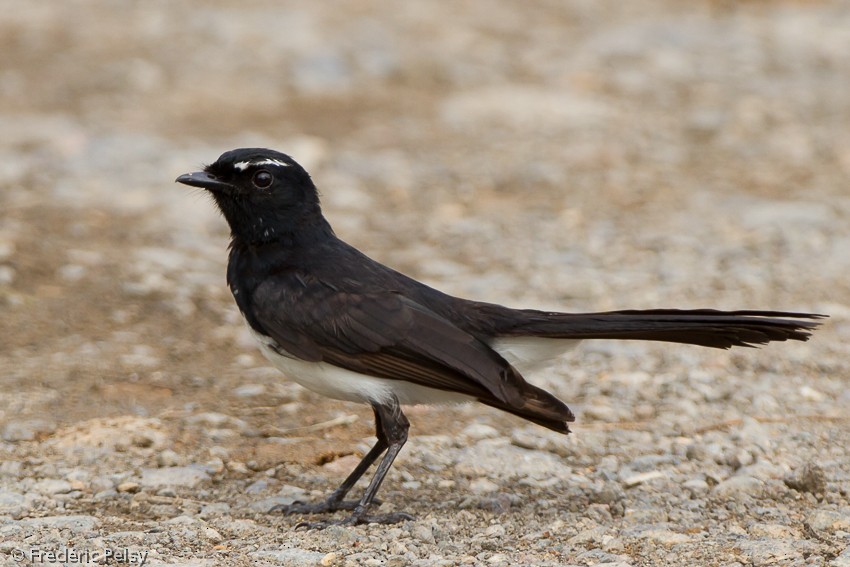 Willie-wagtail - Frédéric PELSY