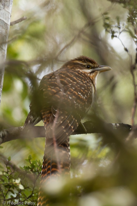 Long-tailed Koel - ML206167071