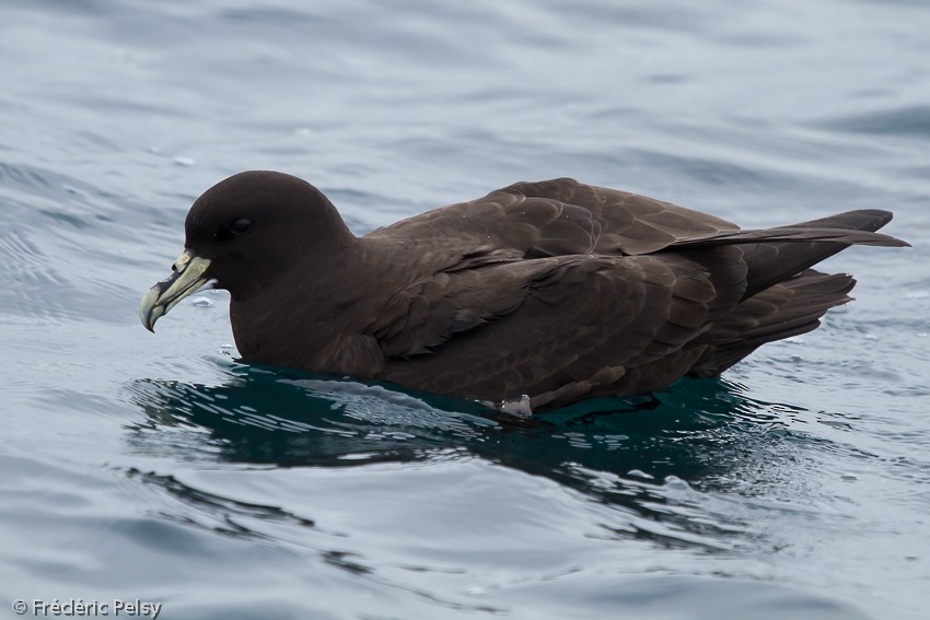 White-chinned Petrel - Frédéric PELSY