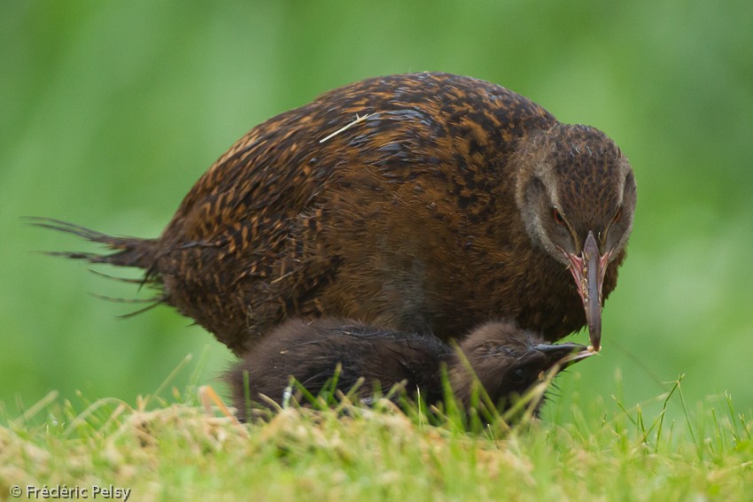 Weka - Frédéric PELSY