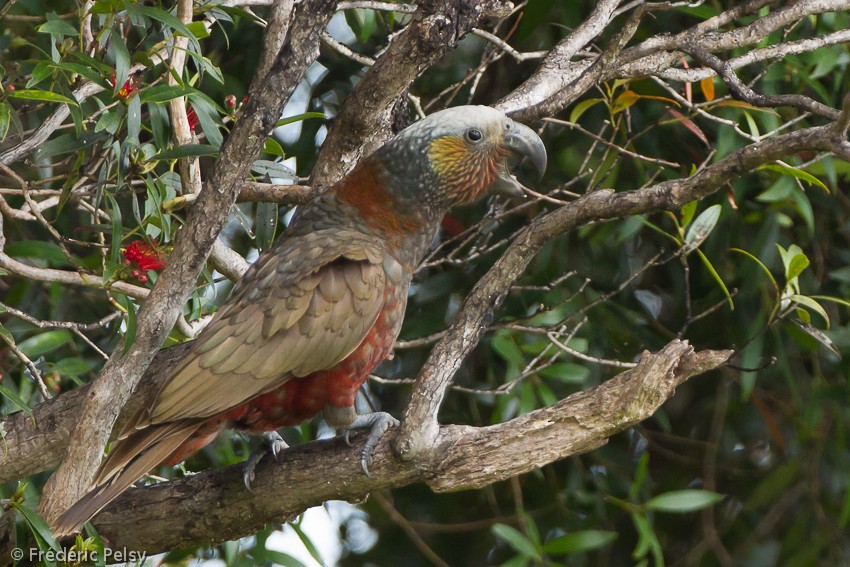 New Zealand Kaka - ML206167291