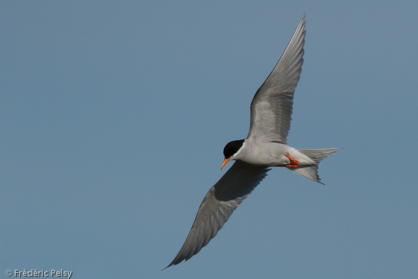 Black-fronted Tern - ML206167301