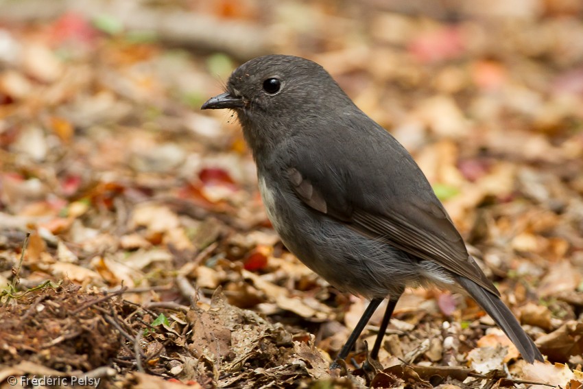 South Island Robin - Frédéric PELSY