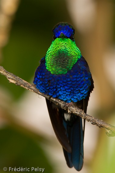 Crowned Woodnymph (Colombian Violet-crowned) - ML206167591