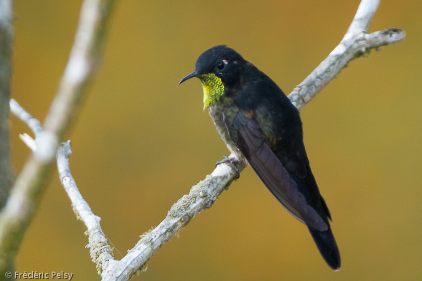 Black-backed Thornbill - ML206167611