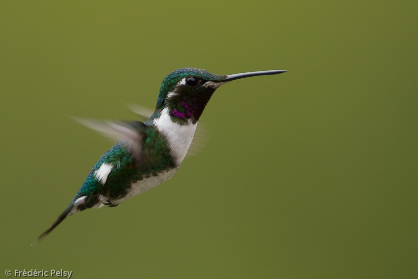White-bellied Woodstar - ML206167681