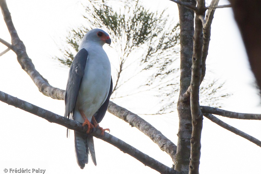 Gray-headed Goshawk - ML206167791