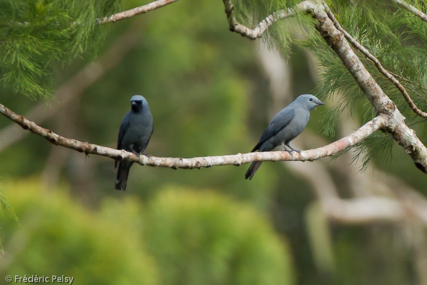 Boyer's Cuckooshrike - ML206167811