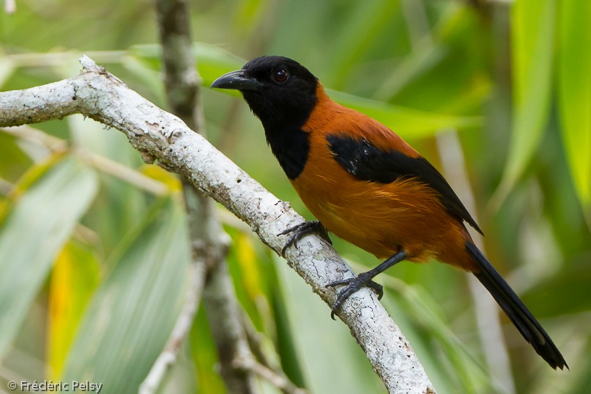Hooded Pitohui - Frédéric PELSY