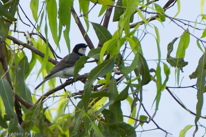 White-bellied Whistler - ML206167881