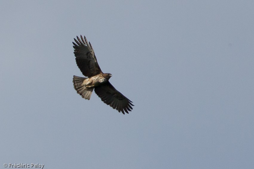 Pygmy Eagle - ML206167901