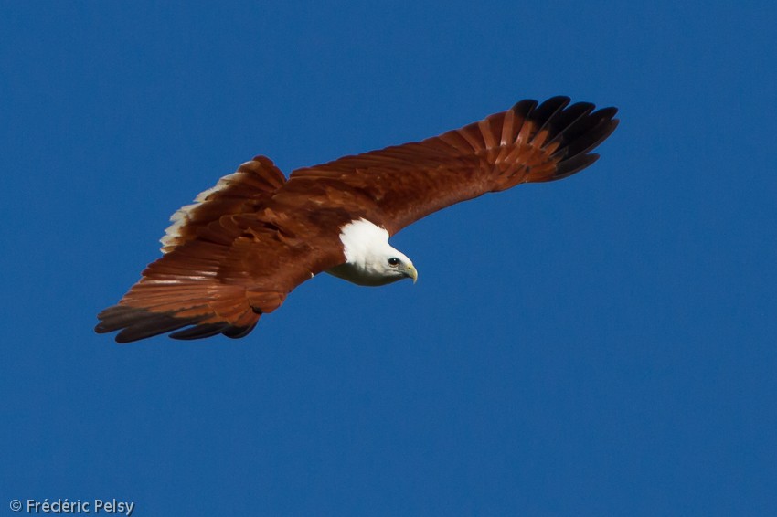 Brahminy Kite - Frédéric PELSY