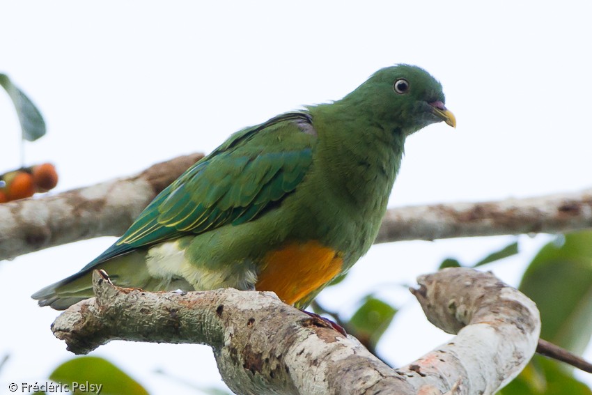 Orange-bellied Fruit-Dove - ML206167921